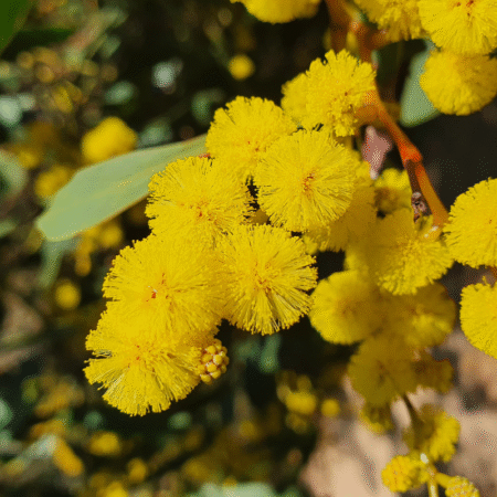 Yellow wattle flower in bloom