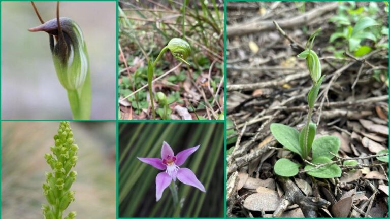 Orchids found on the Barwon Coast