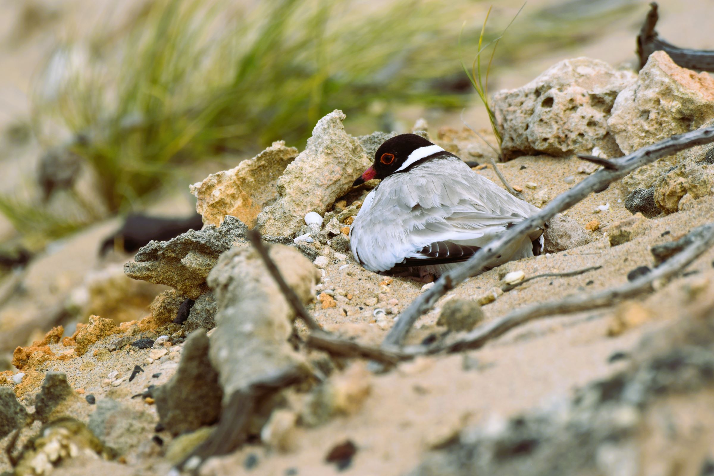 Hooded Plover nesting