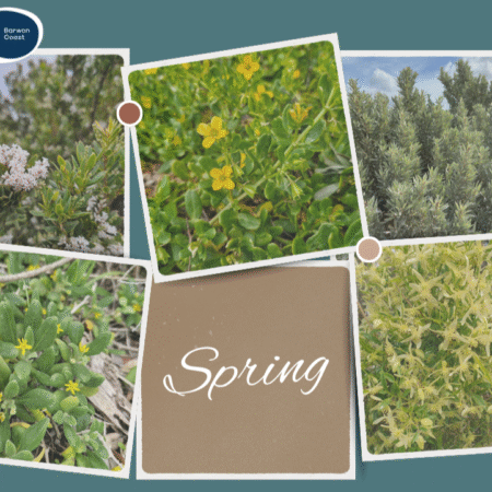 Spring flowers that can be found in teh local area