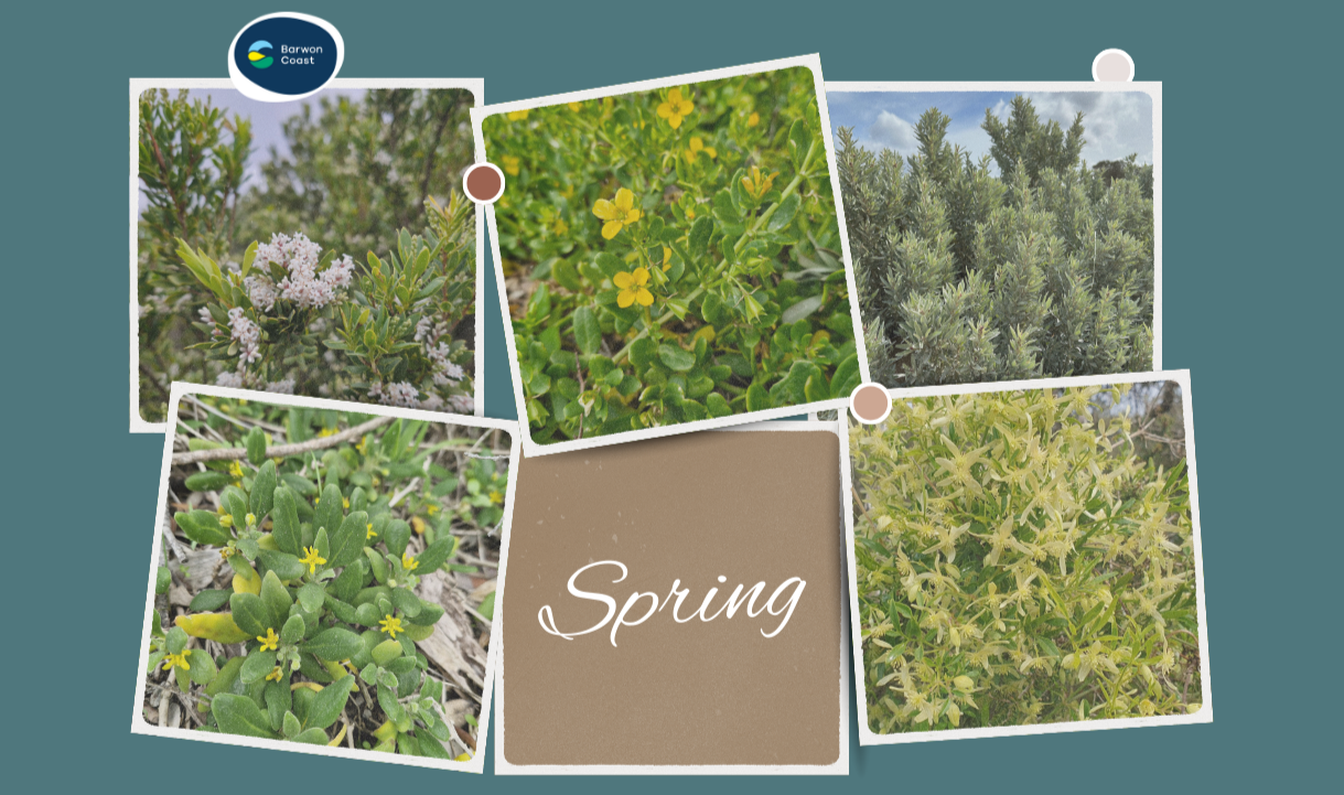 Spring flowers that can be found in teh local area