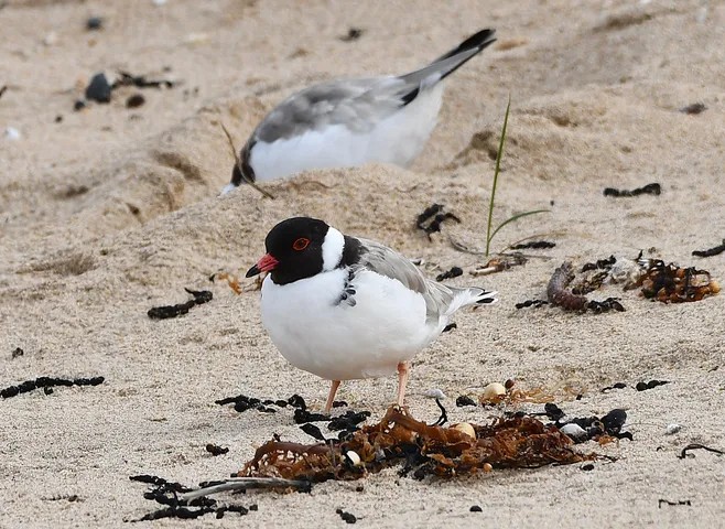 BC_Hooded Plover_13th Beach_Aug2026_Photo by Rod Morrison (2)