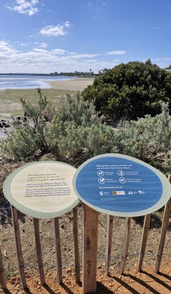 Oval shaped green and blue interpretive signage is attached to a wooden fence overlooking the Barwon River